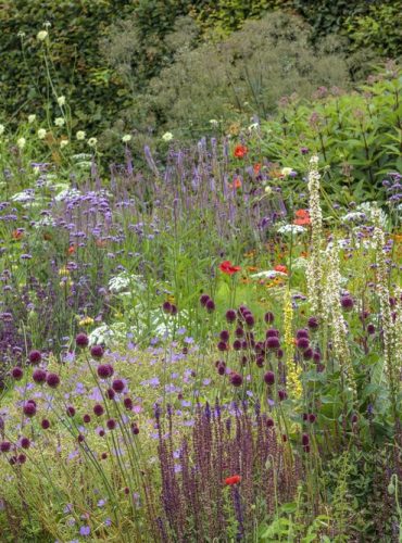 SILVER STREET FARM, DEVON. DESIGNER ALASDAIR CAMERON - BORDER, ALLIUM SPHAEROCEPHALON, VERBASCUM CHAIXII ALBUM, SALVIA, SELINUM WALLICHIANUM